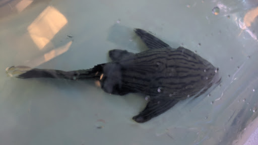 Pet Store «Suncoast Pets», reviews and photos, 7117 US-98, Panama City Beach, FL 32407, USA