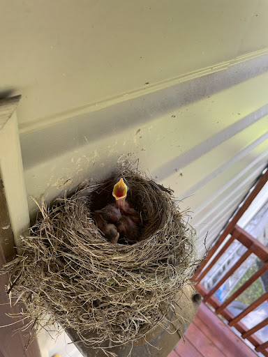 Pet Supply Store «Pet Supplies Plus», reviews and photos, 1268 N Eisenhower Dr, Beckley, WV 25801, USA