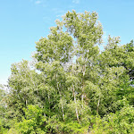Photo n°7 de l'avis de gigio.e fait le 23/06/2021 à 15:01 sur le  Ristorante Sottoglio à Palazzolo sull'Oglio