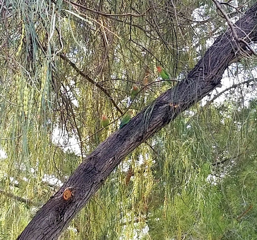 Park «Desert Horizon Park», reviews and photos, 16002 N 56th St, Phoenix, AZ 85004, USA