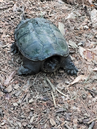 Disc Golf Course «Bellamy Park Disc Golf», reviews and photos, Bellamy Rd, Dover, NH 03820, USA