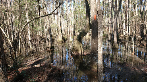 Florida Trail Savannah Trailhead