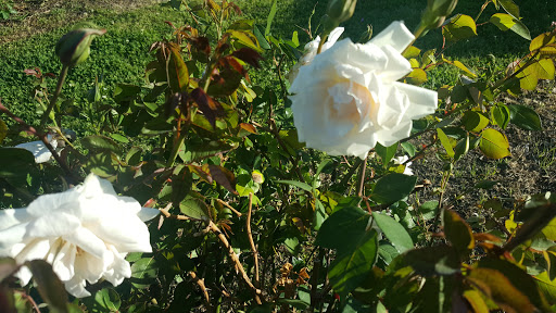 Park «Armstrong Park», reviews and photos, 100 James Collins Blvd, Duncanville, TX 75116, USA