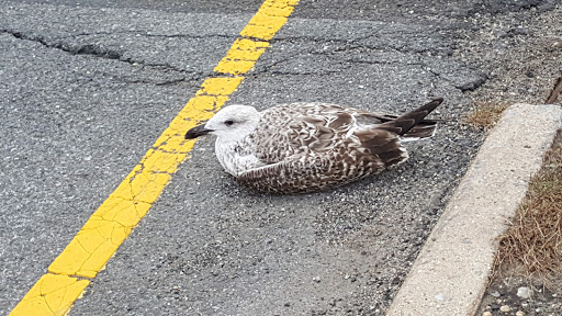 National Park «Jacob Riis Park (Gateway National Recreation Area)», reviews and photos, Rockaway Beach Blvd, Rockaway Park, NY 11694, USA