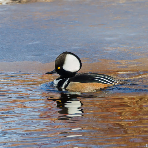 Park «Millennium Park», reviews and photos, 300 Gardner Street, West Roxbury, MA 02132, USA