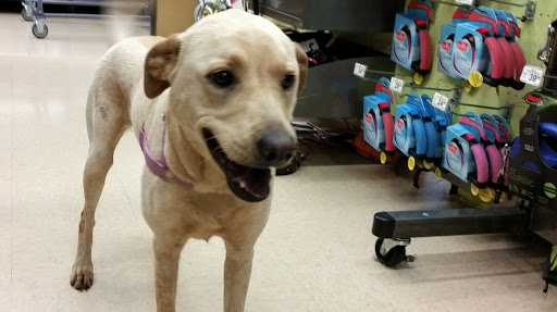 Pet Supply Store «Petco Animal Supplies», reviews and photos, 5631 Grove Blvd, Hoover, AL 35226, USA