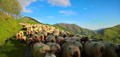 Arrapitz à Ostabat-Asme