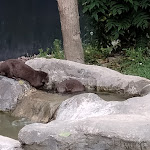 Photo n° 1 de l'avis de Melinda.v fait le 18/07/2023 à 16:25 pour Zoo d'Amiens Métropole à Amiens