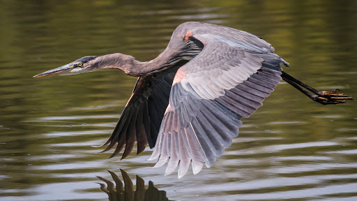 Nature Preserve «Oakhurst Forest Preserve», reviews and photos, 1680 5th Ave, Aurora, IL 60504, USA