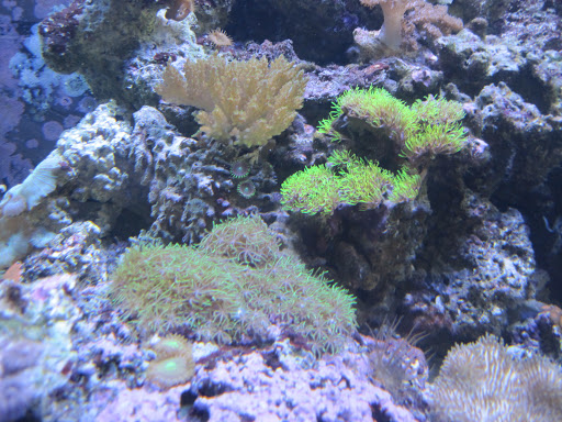 Tropical Fish Store «Aquarium Concepts», reviews and photos, 2110 E 70th St, Shreveport, LA 71105, USA