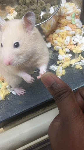 Pet Supply Store «PetSmart», reviews and photos, 400 S State Rd, Springfield, PA 19064, USA