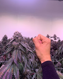 Evergreen Growers LLC - Photo 7 - Car repair in Whittier, CA, El Monte