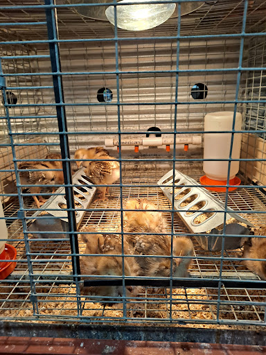 Hardware Store «Buchheit of House Springs», reviews and photos, 4550 Gravois Rd, House Springs, MO 63051, USA