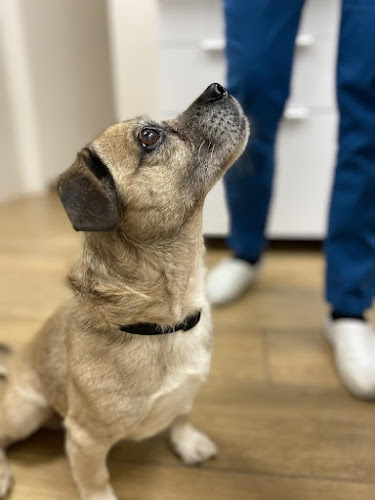 Comentarii opinii despre Állati Doktorok