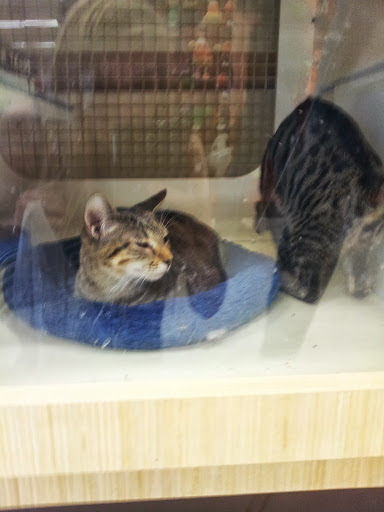 Pet Supply Store «Petco Animal Supplies», reviews and photos, 187 Stonebrook Pl, Jackson, TN 38305, USA