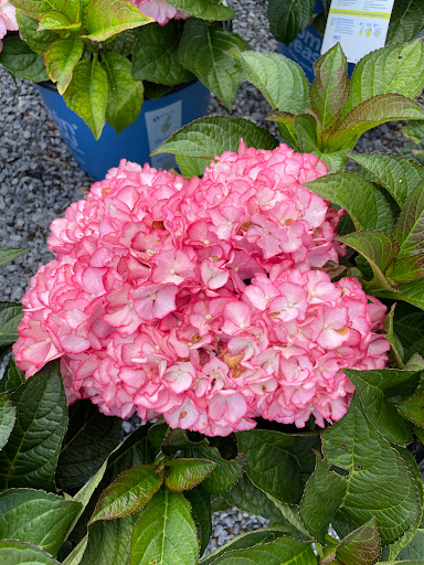 Florist «Country Greenery», reviews and photos, 1518 U.S. 9, Cape May Court House, NJ 08210, USA