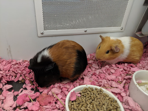 Pet Supply Store «Petco Animal Supplies», reviews and photos, 2341 Claribel Rd, Riverbank, CA 95367, USA