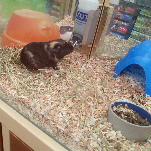 Pet Store «Pet Supermarket, Inc.», reviews and photos, 1938 FL-44 #40, New Smyrna Beach, FL 32168, USA