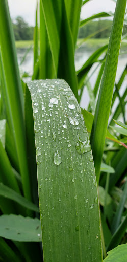 Nature Preserve «Twin Lakes Preserve», reviews and photos, Park Ave, Wantagh, NY 11793, USA