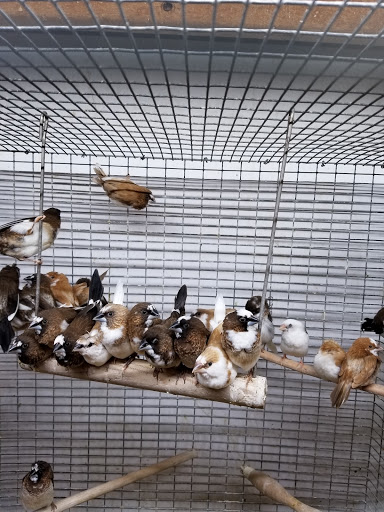 Pet Store «Critter Pet Shop», reviews and photos, 19309 Ecorse Rd, Allen Park, MI 48101, USA