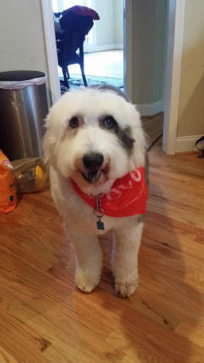 Pet Supply Store «PetSmart», reviews and photos, 1705 Mall of Georgia Blvd, Buford, GA 30519, USA