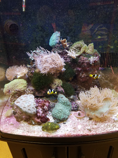 Pet Supply Store «Petco Animal Supplies», reviews and photos, 2131 Pleasant Hill Rd, Duluth, GA 30096, USA