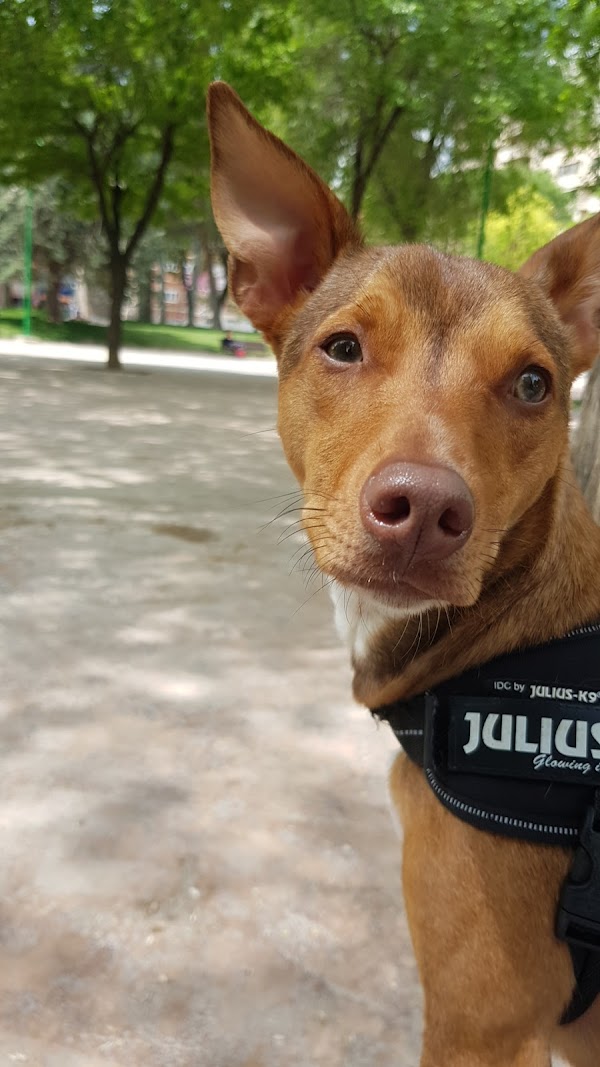 Imagen de Clínica Veterinaria El Arca de Noe (2 de 3)