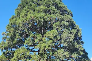 Giant Sequoia image