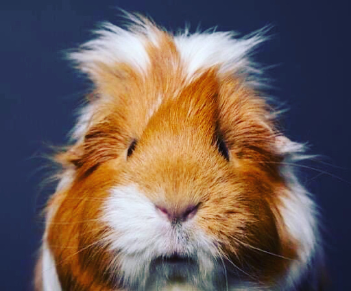 Pet Store «Pet City Houston», reviews and photos, 230 Bammel Westfield Rd, Houston, TX 77090, USA