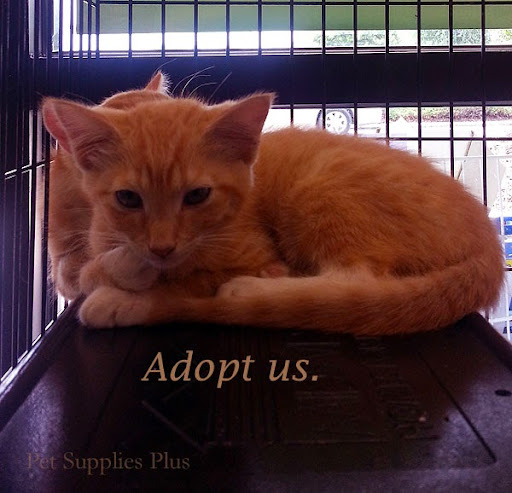 Pet Supply Store «Pet Supplies Plus», reviews and photos, 319 N Berkeley Blvd, Goldsboro, NC 27534, USA