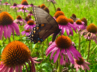 Loess Hills Lavender Farm