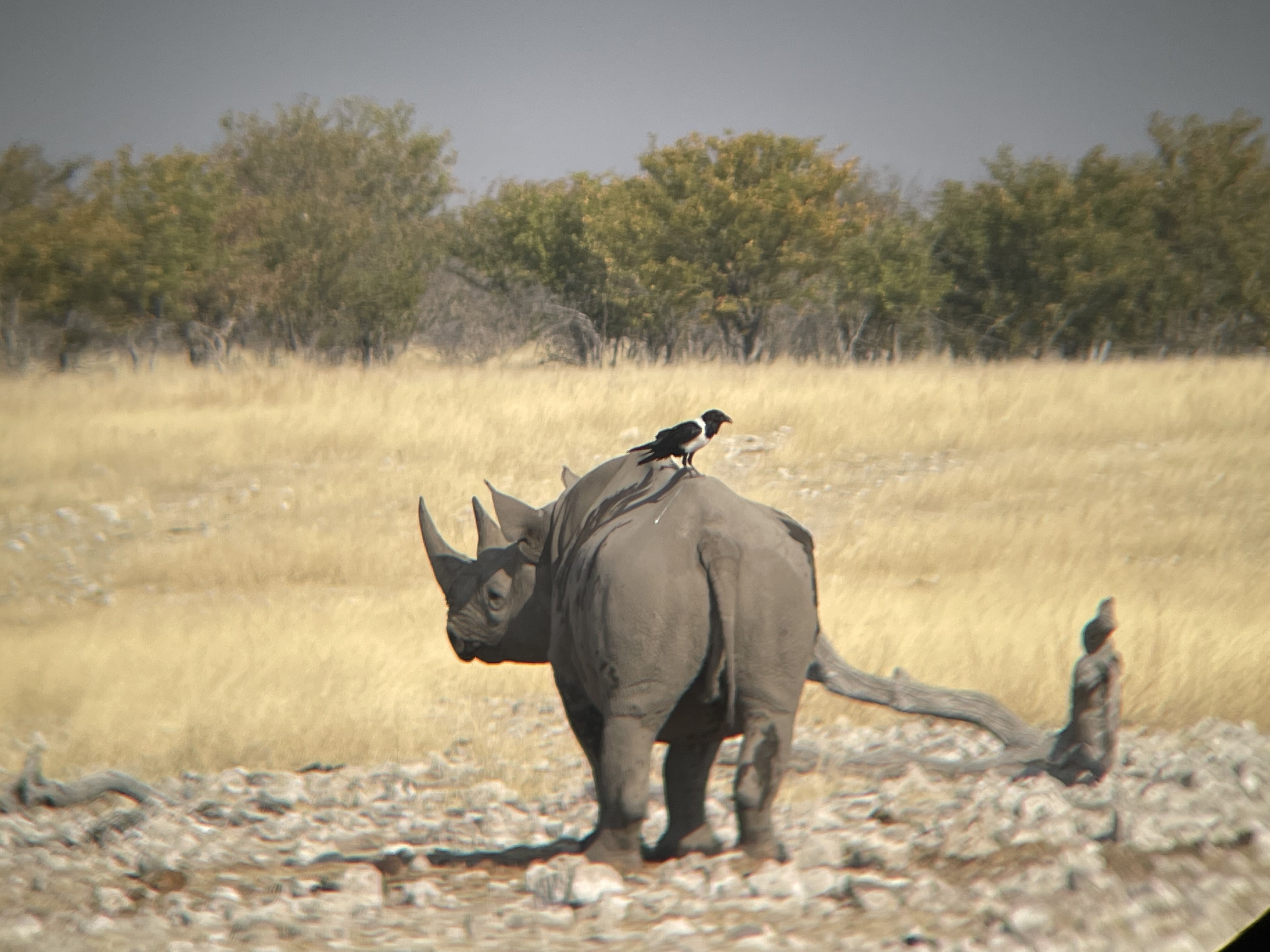 Photo n° 9 de l'avis de Rodolphe.o fait le 21/03/2024 à 06:35