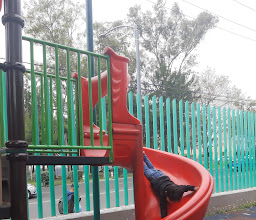 Alameda de Tacubaya photo