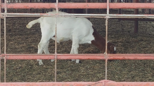 Meat Wholesaler «Lizze Custom Processing», reviews and photos, 7310 Pine Ave, Chino, CA 91708, USA