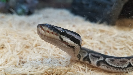 Pet Supply Store «Petco Animal Supplies», reviews and photos, 7721 Mentor Ave, Mentor, OH 44060, USA