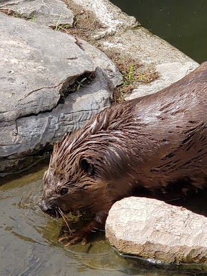 Hutchinson Zoo - photo 16