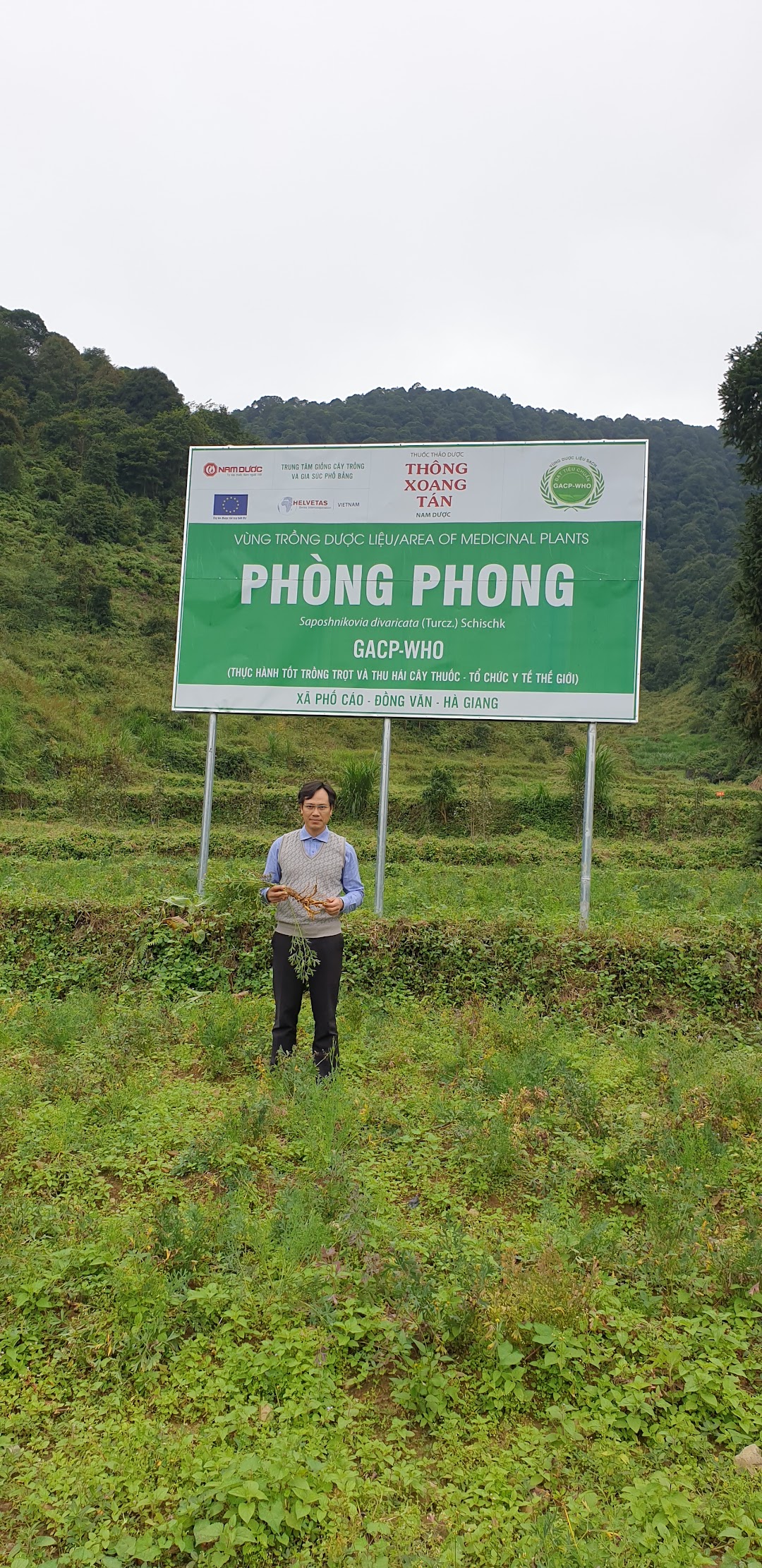 Vùng trồng dược liệu Phòng Phong GACP WHO NAM DƯỢC