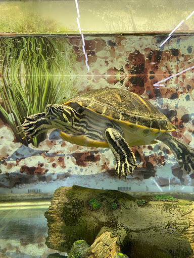 Thrift Store «Uniquely Odd Thrift Shop», reviews and photos, 14 Commercial Plaza, Elkton, MD 21921, USA