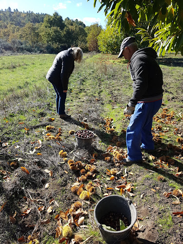 Serafim Silva Rodrigues - Trancoso