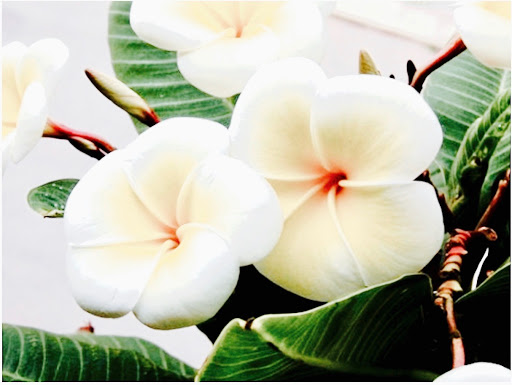 Frangipani Flowers & Gifts, 1203 4th St, San Rafael, CA 94901, USA, 