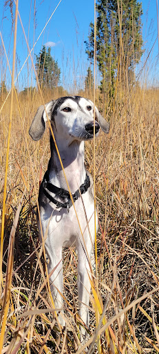 Dog Park «Beck Lake Off-Leash Dog Area», reviews and photos, 9700 Gloria Ct, Glenview, IL 60025, USA