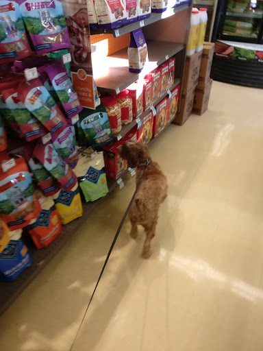 Tiendas para comprar perros en San Francisco