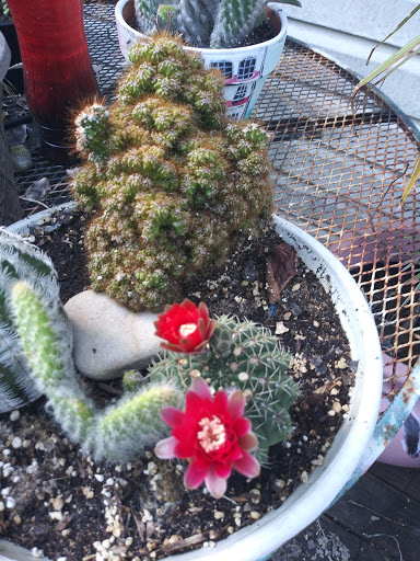 Butcher Shop «La Michoacana Meat Market», reviews and photos, 3500 N Belt Line Rd #110, Irving, TX 75062, USA