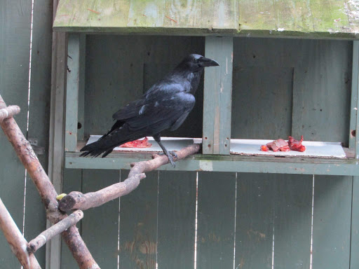 Environmental Organization «VINS Nature Center», reviews and photos, 6565 Woodstock Rd, Quechee, VT 05059, USA