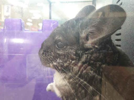 Pet Supply Store «PetSmart», reviews and photos, 1846 Wentzville Pkwy, Wentzville, MO 63385, USA