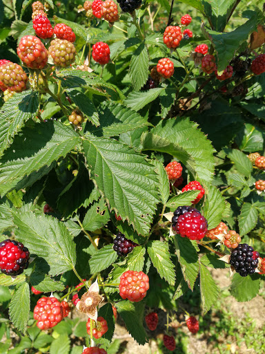 Farm «Bottom View Farm», reviews and photos, 185 Wilkerson Ln, Portland, TN 37148, USA