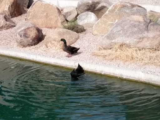 Recreation Center «Rio Vista Recreation Center», reviews and photos, 8866 W Thunderbird Rd, Peoria, AZ 85381, USA