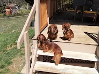 Jen's Home and Pet Care - Car repair in , Hagerstown - Rated 5.0/5