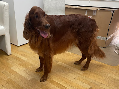 Happy Pfoten Hundesalon Antonsgasse 1/A, 2500 Baden, Österreich