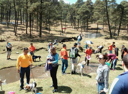 Entrenador de perros Ciudad López Mateos